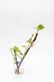 Image result for grapevine cuttings