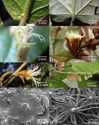 Image result for Croton steenkampianus