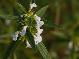 Image result for Leucas