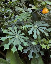 Image result for Manihot grahamii