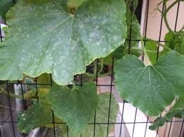 アジサイ 葉が粉っぽく白くなる 園芸ナビ 花と野菜の育て方
