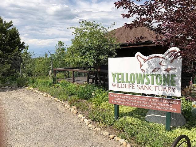 Yellowstone Wildlife Sanctuary - All You SHOULD Know Before Going (2026  Reviews)