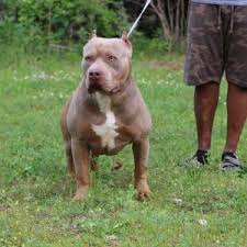 Blue nose pitbulls is one of the popular pit breeds. King Pitbull World Renowned American Bully Pit Bull Breeder Pitbull Puppies American Bully Pit Bull Puppies For Sale