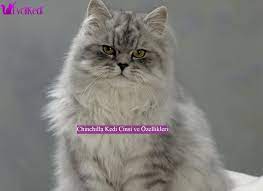 chinchilla kedi cinsi ve ozellikleri kedi hayvan evcil hayvanlar