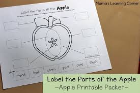 Apple Life Cycle Worksheets Apple Life Cycle Preschool Labels Life Cycles