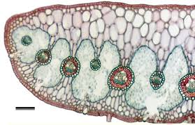 Image result for Eriocaulaceae