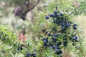 Die wacholder (juniperus) sind eine pflanzengattung in der unterfamilie cupressoideae innerhalb der familie der zypressengewächse (cupressaceae). Wacholder Vermehren 3 Moglichkeiten Mit Anleitung