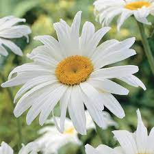 Shasta daisy seeds produce hardy perennials which will form a thick colony once established. Shasta Daisy Gurney S Seed Nursery Co