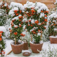 Image result for Pyracantha