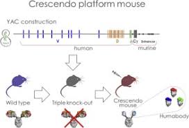 Biology is brought to you with support from the. Diverse Human Vh Antibody Fragments With Bio Therapeutic Properties From The Crescendo Mouse Sciencedirect