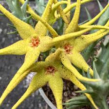 Image result for Orbea caudata