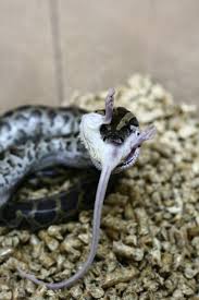 The Predator The Snake Is Feeding On Its Weak Prey The Mouse This Is A Perfect Example Of A Prey Predator Relationship Animal Hunting Snake Prey