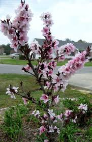 It's aptly named for its ability to produce both amazing visual interest and delicious peaches without taking up much space, especially since it only grows to about 4 or 5 feet in height. Plantfiles Pictures Dwarf Peach Bonfire Prunus Persica By Turektaylor