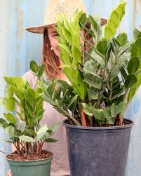 Zamioculcas zamiifolia or the zz plant (say zee zee plant) is an uncomplicated and easy to care for popular houseplant for your home or office. Zz Plant Zamioculcas Zamiifolia Plantvine