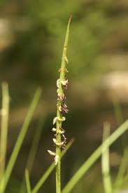 Image result for Hemarthria