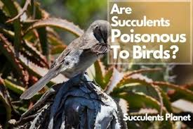 Christmas cacti need their beauty sleep. Are Succulents Poisonous To Birds Succulents Planet