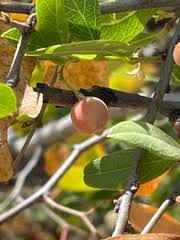 Image result for Boscia mossambicensis