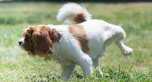 Dog S Urine Smells Like Ammonia Here S Why