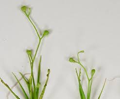 Image result for Subularia