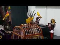 Descargar mp3 de canario criollo, gratis. 44 Ideas De Canto De Aves En 2021 Aves Canto Canarios