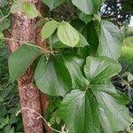 Image result for Dioscorea dumetorum
