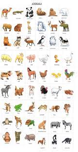 Amphibians Animals Name List In English Wallpaper Site