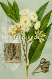 Image result for Eucalyptus robusta