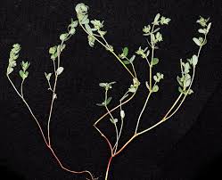 Image result for Euphorbia serratifolia