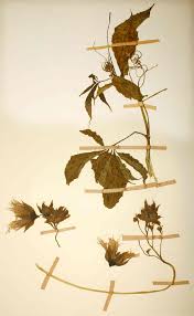 Image result for Telfairia pedata