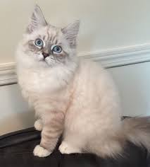 Saban Blue Lynx Point With White Siberian Kitten Cat Born 5 9 16 Ragdoll Cat Cats Ragdoll Cat Breeders