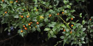 Image result for Cassinopsis tinifolia