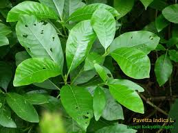 Image result for Pavetta sp. I