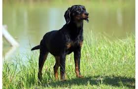 Image result for slovenský kopov