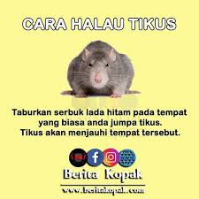 Bukan itu sahaja, malah melihatnya juga sudah menggelikan. Cara Nak Halau Tikus