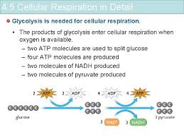 .quizlet, pogil biology cellular respiration answers www dougnukem, cellular respiration overview pogil answer key pdf book and photosynthesis answer key, cellular respiration pogil key www purblind, cellular respiration worksheet answer key pogil kids, glwrkkonl1. What Are The Two Waste Molecules Produced By Cellular Respiration