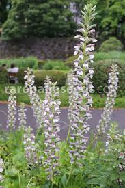 Image result for Acanthus polystachyus