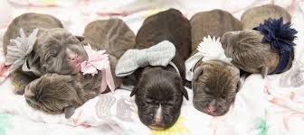 Alın və sat pitbull.38 siyahıları. Ahs First Newborn Puppies Of 2020 Are Here Arizona Humane Society