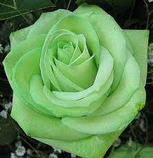 Art and craft tool sets artificial flower stems artificial flowers artificial grasses artificial leaf sprays artificial plants band rings bathroom wastebasket bolster pillows candle holder sets. Mint Green Rose Green Rose Most Beautiful Flowers Green Flowers