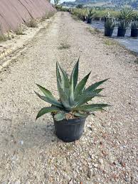 Image result for Agavaceae