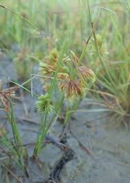 Image result for Cyperus squarrosus