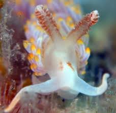 Image result for Bergia salaria