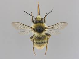 Image result for Bombus pomorum
