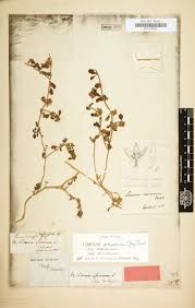 Image result for Limeum viscosum