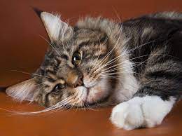 Freigängerkatzen sind vor allem zwischen märz und april sowie von juni bis september häufig rollig. Ruhige Katzenrassen Finden Tipps