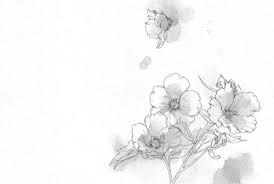 Pin By Suri Plotkin On Illustration Nation Botanical Illustration Art Illustration