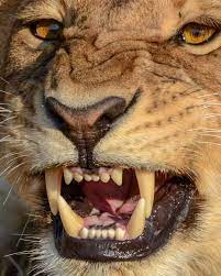 Flying Out In A Few Hours For An Epic Safari With Oryxphotography And Endlesssafari Hoping F Cute Wild Animals Wild Animals Photography Wild Animals Videos