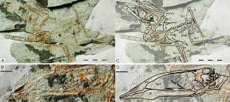 Image result for Sinopteridaceae