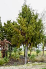 Image result for Dacrydium cupressinum
