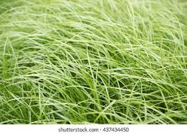Image result for Carex cognata