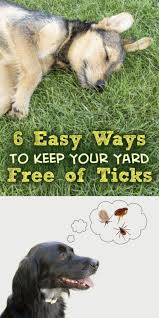 Pin Von Jorg Meyer Auf Garten Garden Ausgestopftes Tier Hunde Gesundheit Von Haustieren